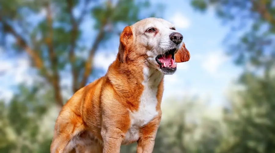 Perro mayor ladrando en un día soleado