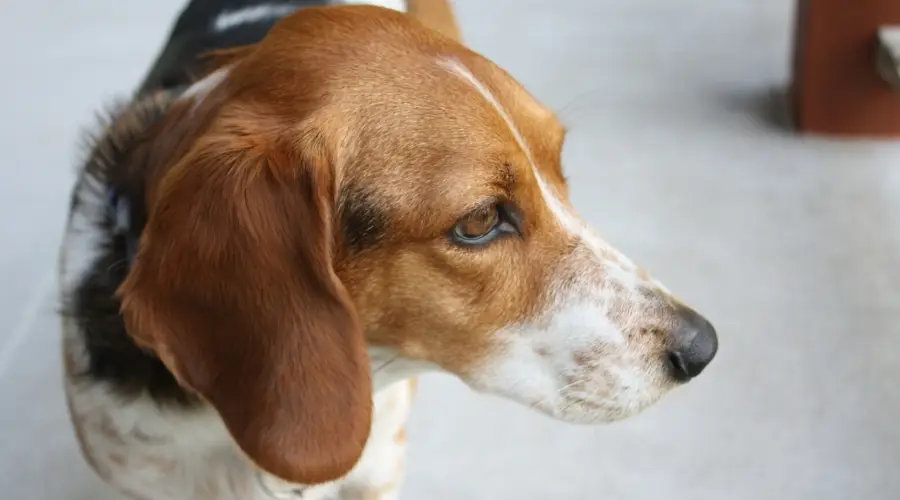 Vista de perfil de perro mixto