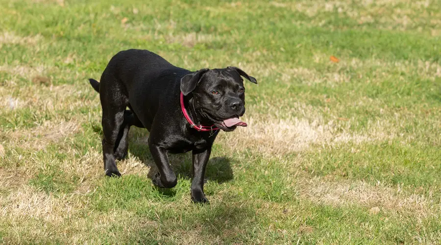 Bullabrador Francés