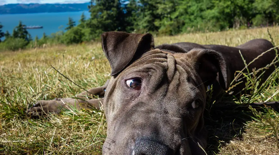 Bulldog Francés Sharpei