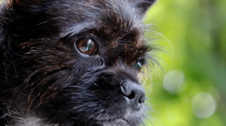 Mini Schnauzer Francés