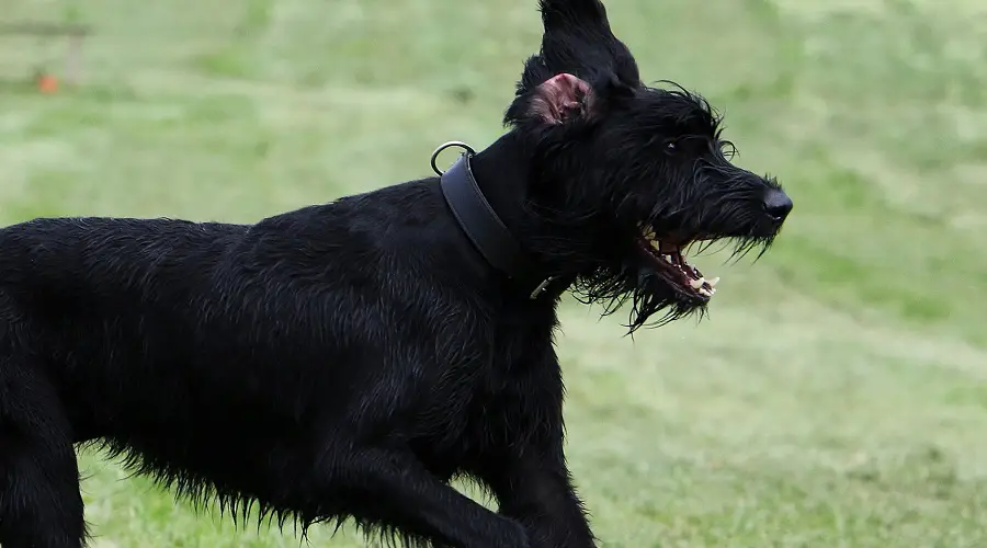 Schnauzador