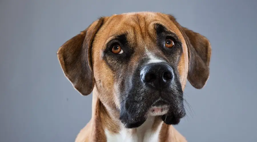 Perro de raza mixta Boxane