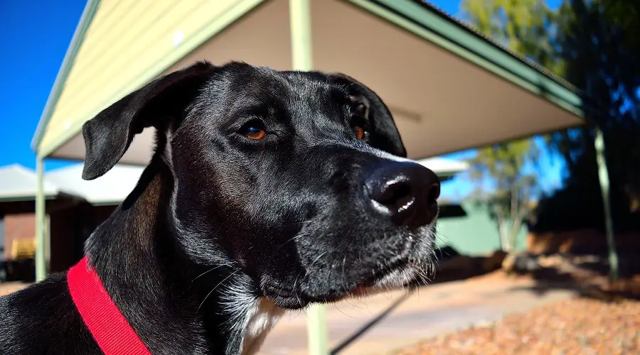 labradano