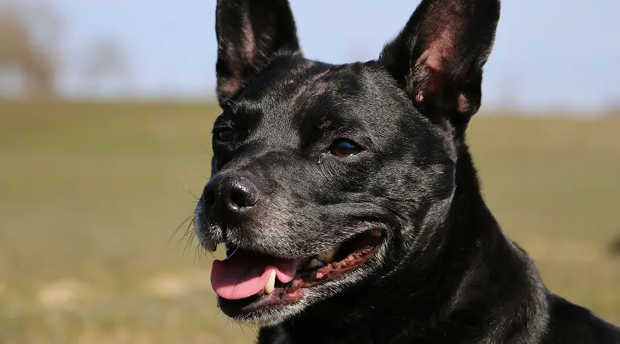 perro pomer francés