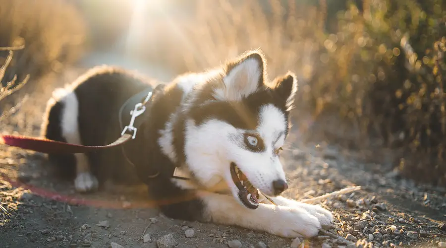 Mezcla de pomsky