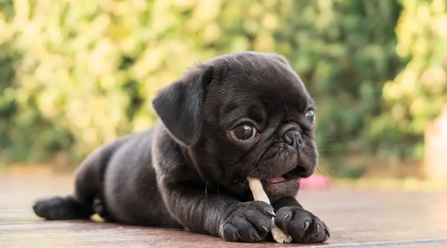 Perro Cachorro Frug