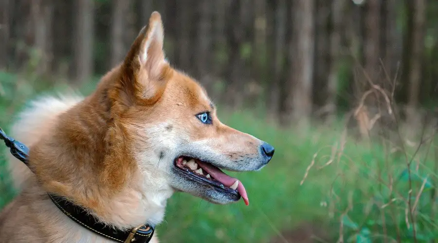 Mezcla de husky siberiano y shiba inu