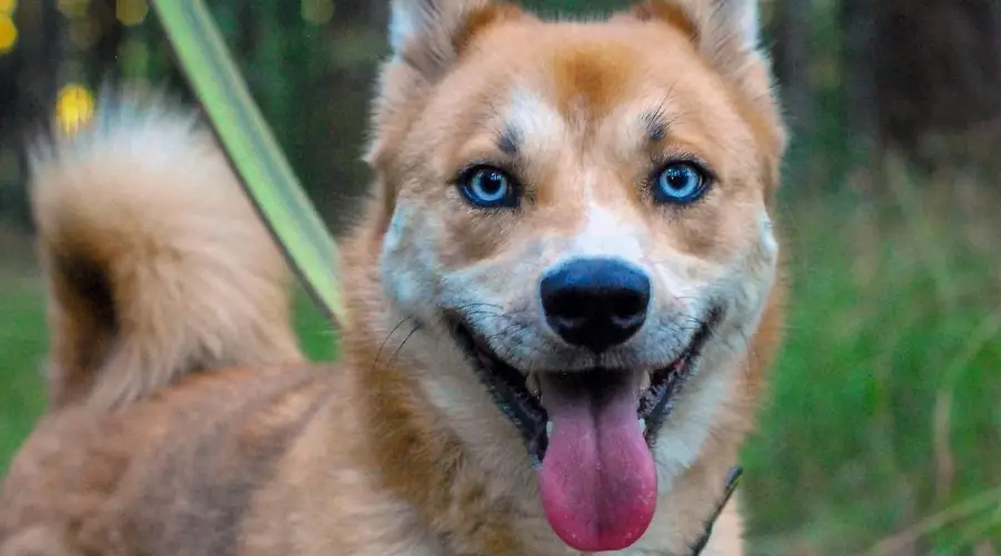 Husky Inu al aire libre