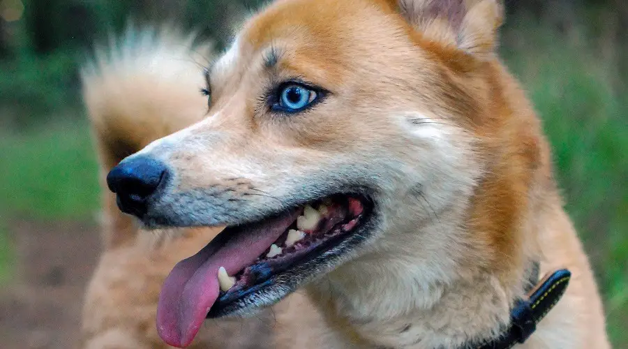 Colores del pelaje de Husky Inu