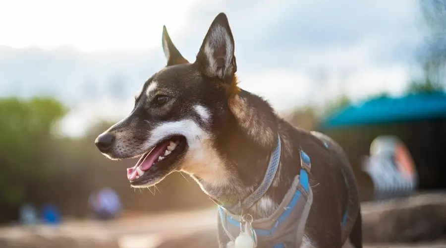 Husky Inu durante el entrenamiento