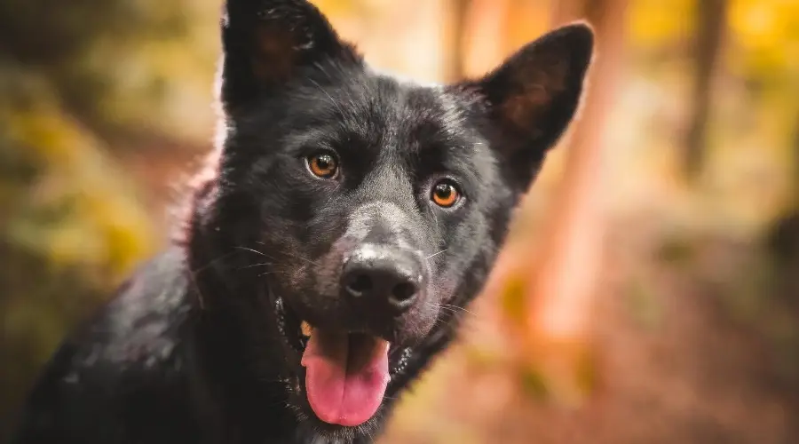 Perro Inu Husky Negro