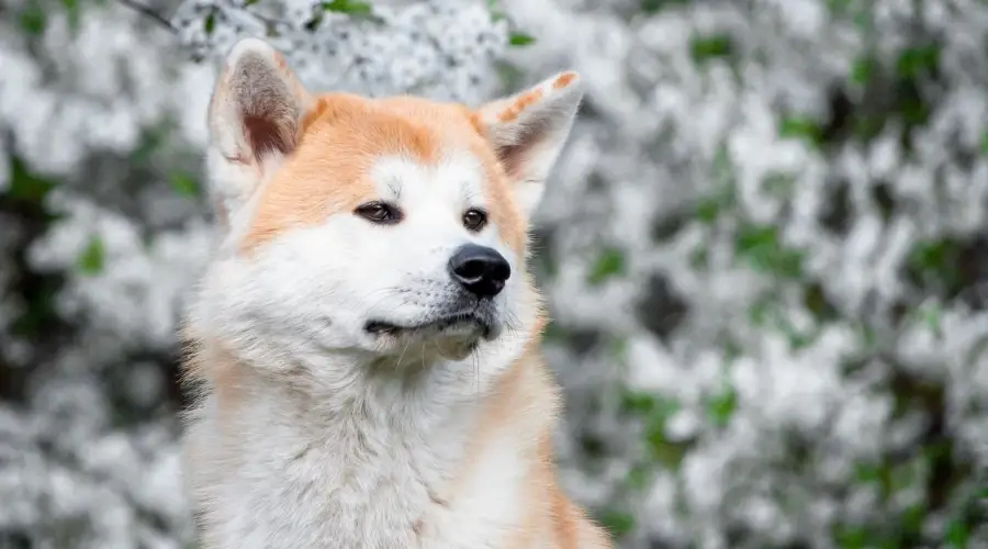 Husky Inu en la nieve