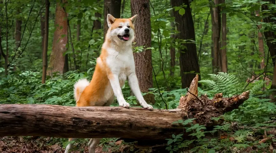 Perro mixto en el bosque