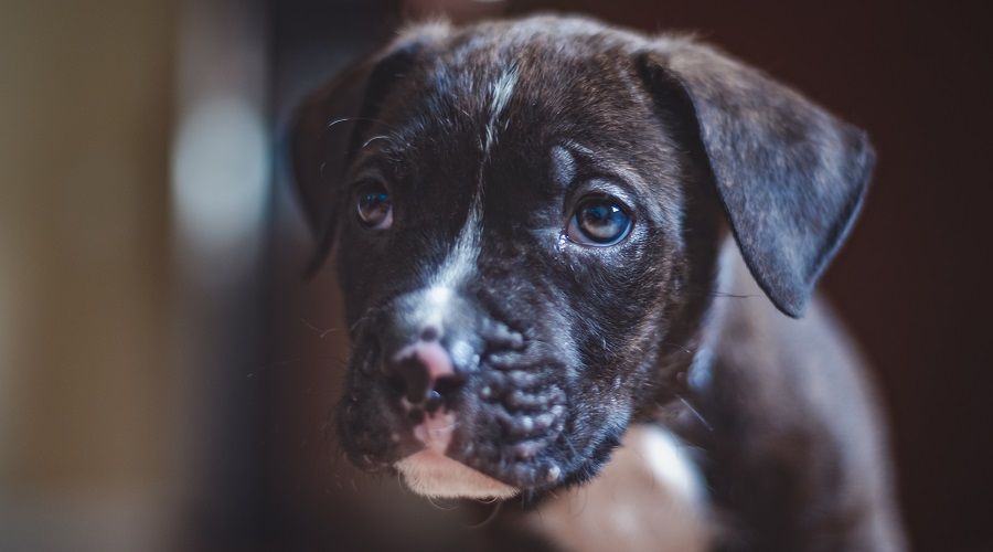 Mezcla de boxeador pitbull