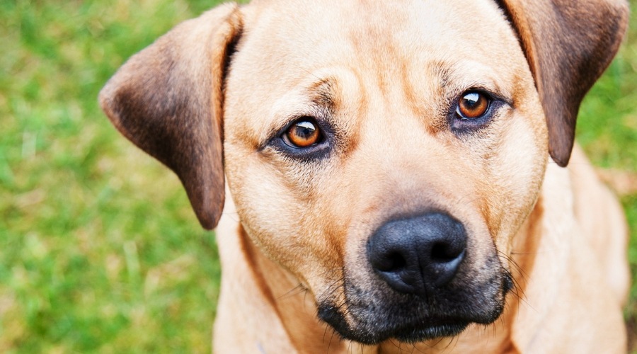 Mezcla de mastín pitbull