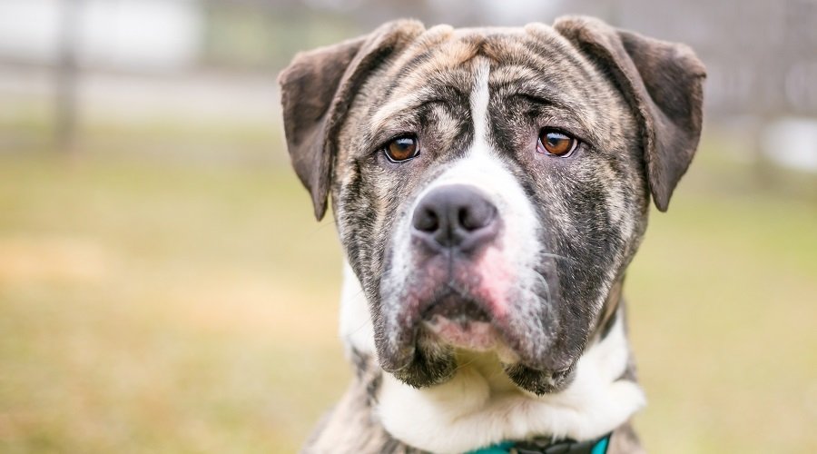 Mezcla de Bulldog Inglés y Pitbull