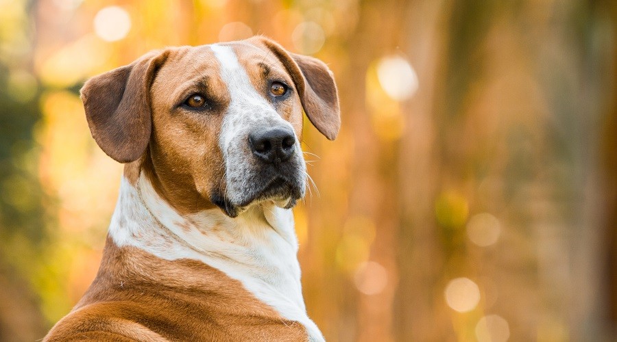 Mezcla de Beagle y Pitbull