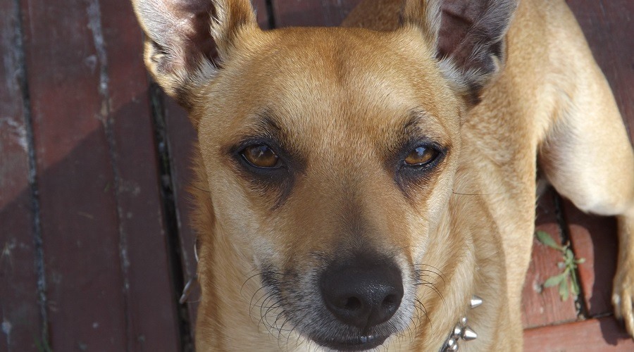 Mezcla de pitbull y chihuahua