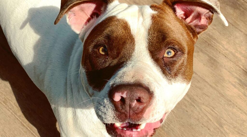 American Bulldog Pitbull Mix Breed cara de cerca mirando a la cámara