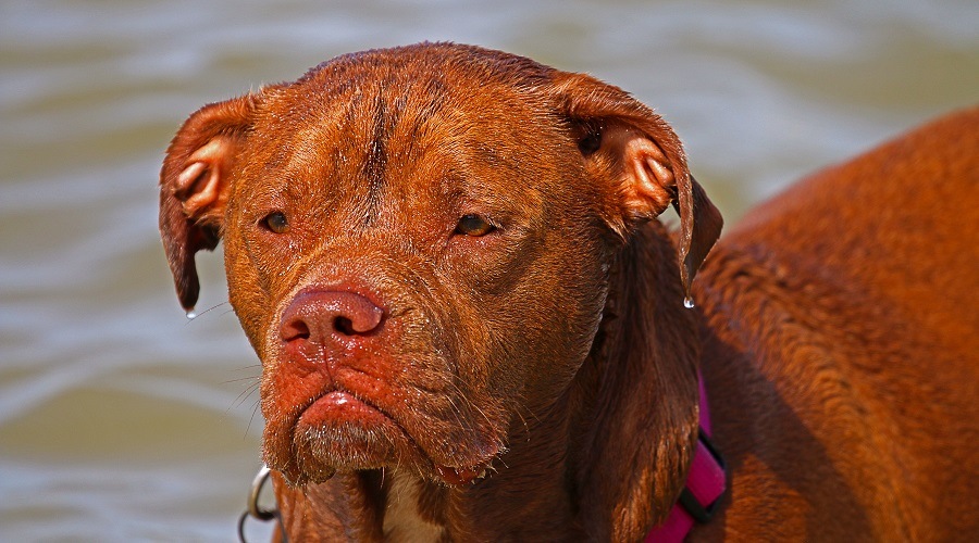 Mastín Francés Pitbull