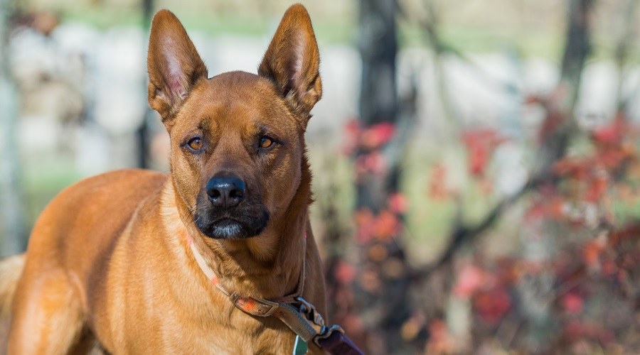 akita pitbull