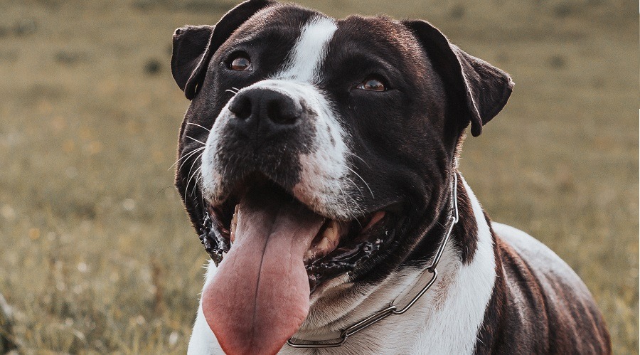 San Bernardo Pitbull Terrier