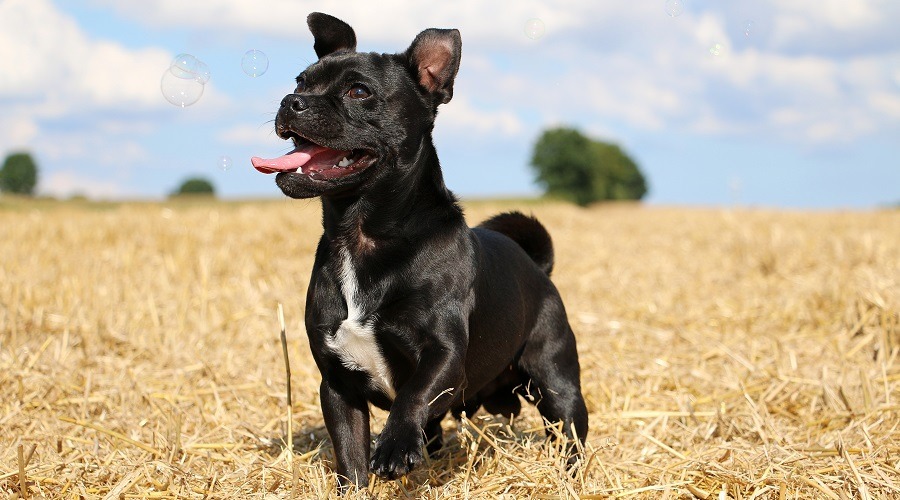 Mezcla de Pug Pitbull