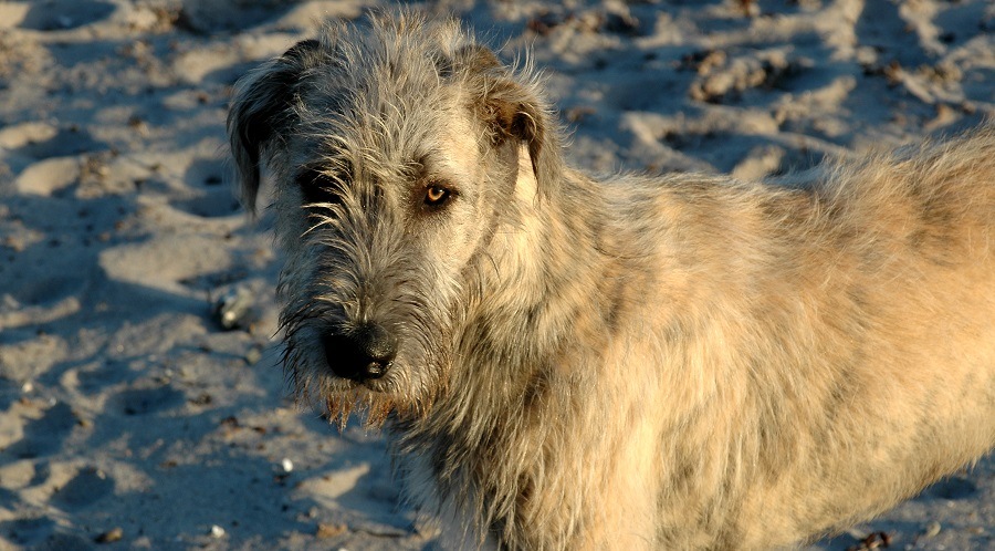 Perro lobo irlandés atigrado