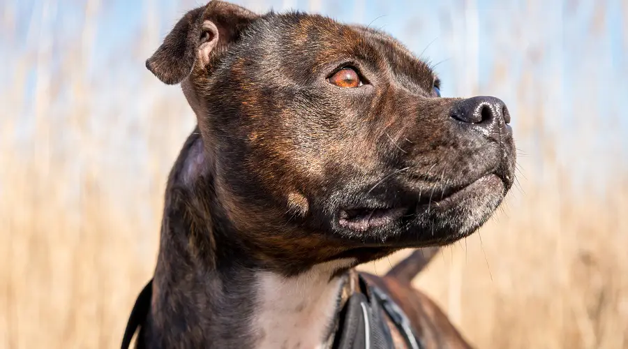 Staffordshire terrier americano atigrado