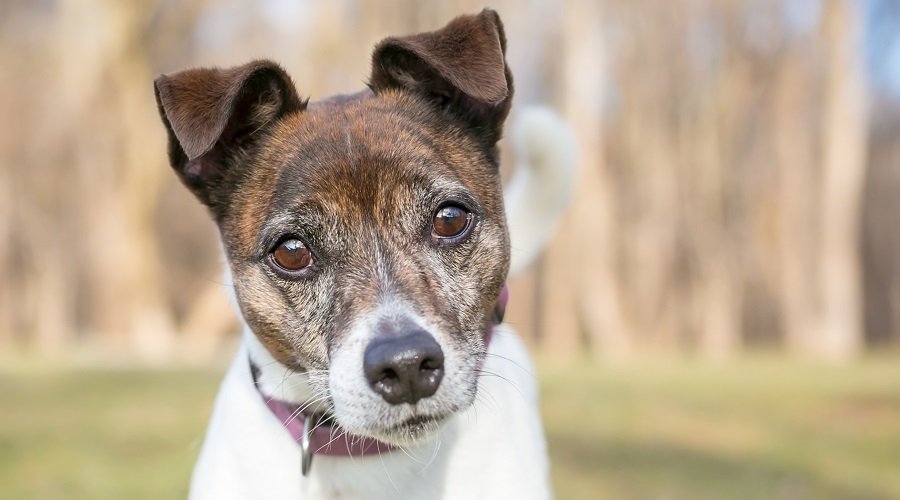 Cara atigrada Jack Russel Terrier