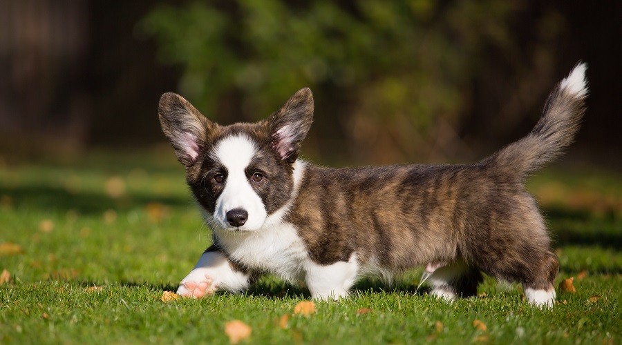 Corgi galés atigrado