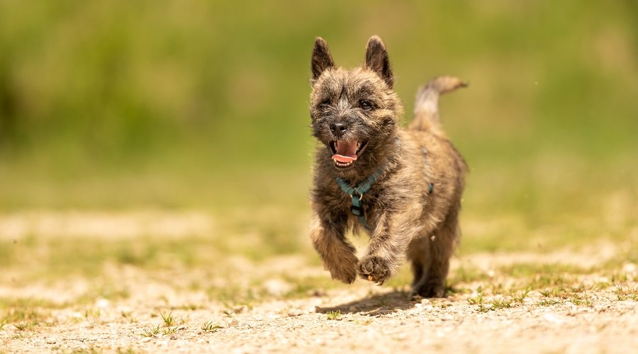 Terrier de mojón atigrado