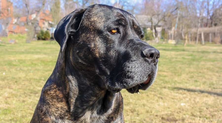 Cane Corso Atigrado