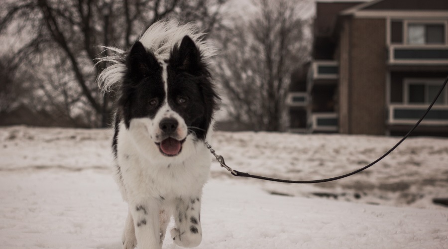 collie akita