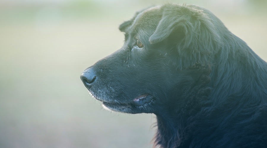 Mezcla de Akita de Terranova