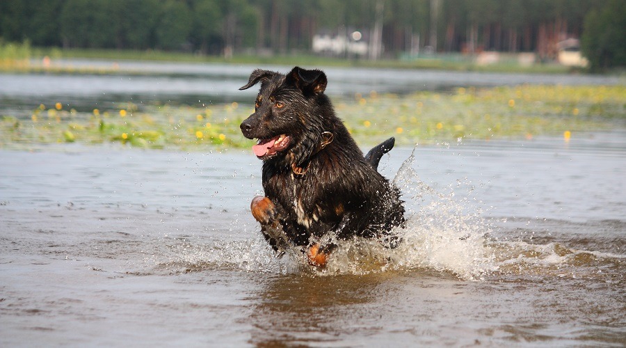 Mezcla de Akita Bernese