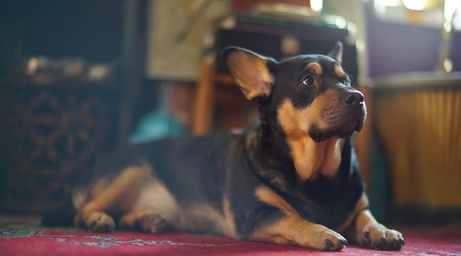 Mezcla de pastor corgi