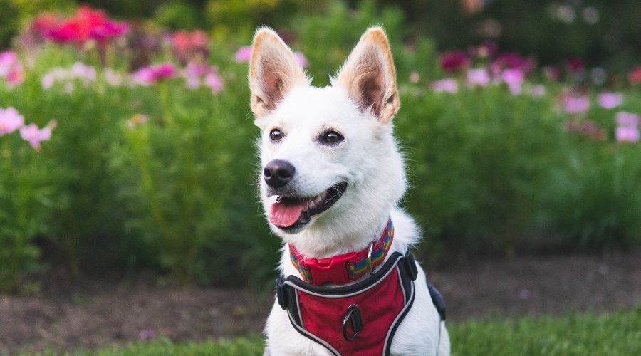 Corgi husky