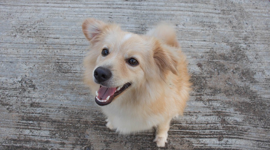 Corgi Golden Retriever