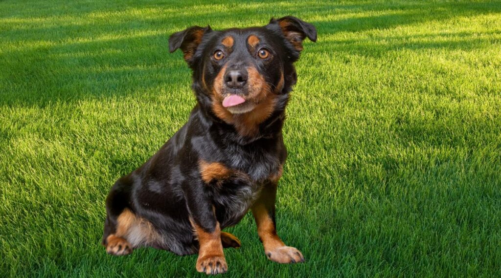Rottweiler Corgi Mix sentado en la hierba