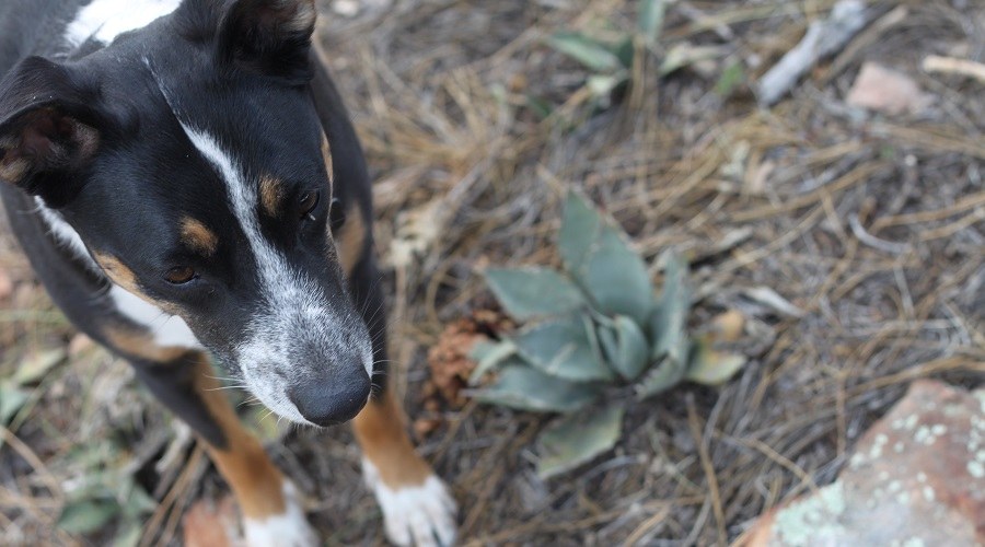 Corgi galgo