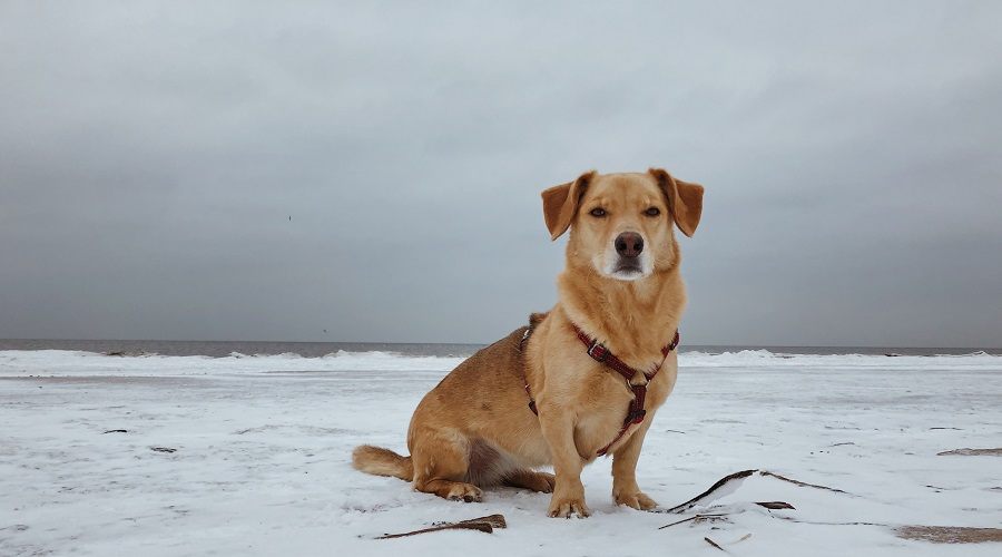 perro labrador