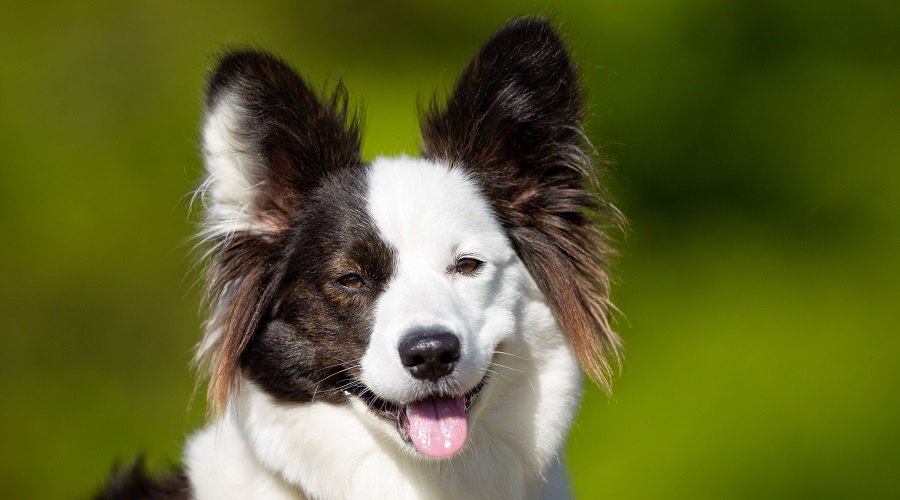 Corgi samoyedo