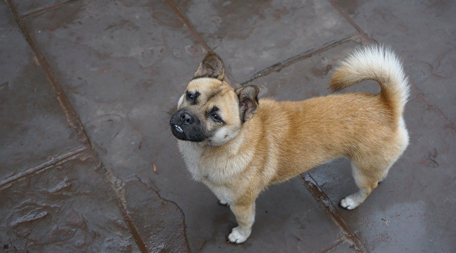 Mezcla de Pug Corgi