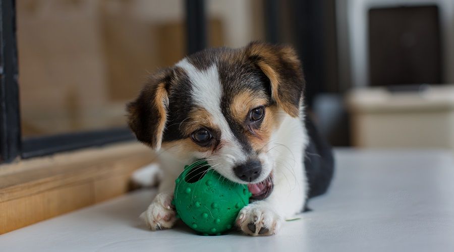 Mezcla de chihuahua y corgi