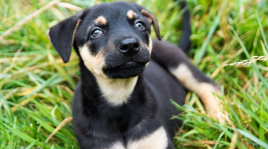 Mezcla de Doberman Corgi