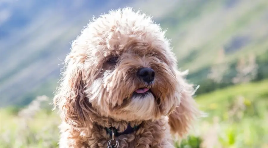Mezcla de caniche Cavalier King Charles Spaniel al aire libre