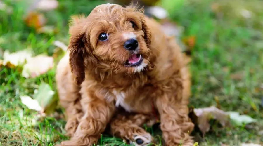 Cachorro en casa de criadores