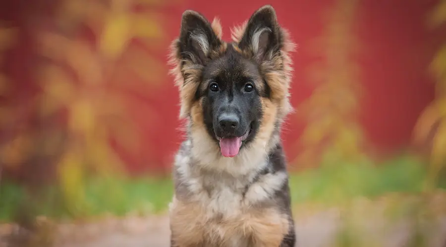 Cachorro de pastor alemán